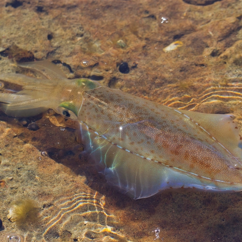 Sepioteuthis australis