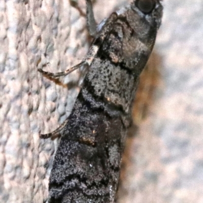 Asarta sp. (genus)