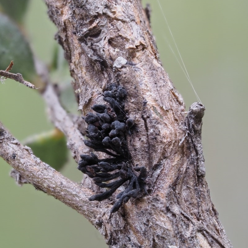 Septobasidium clelandii [Harpographium state]