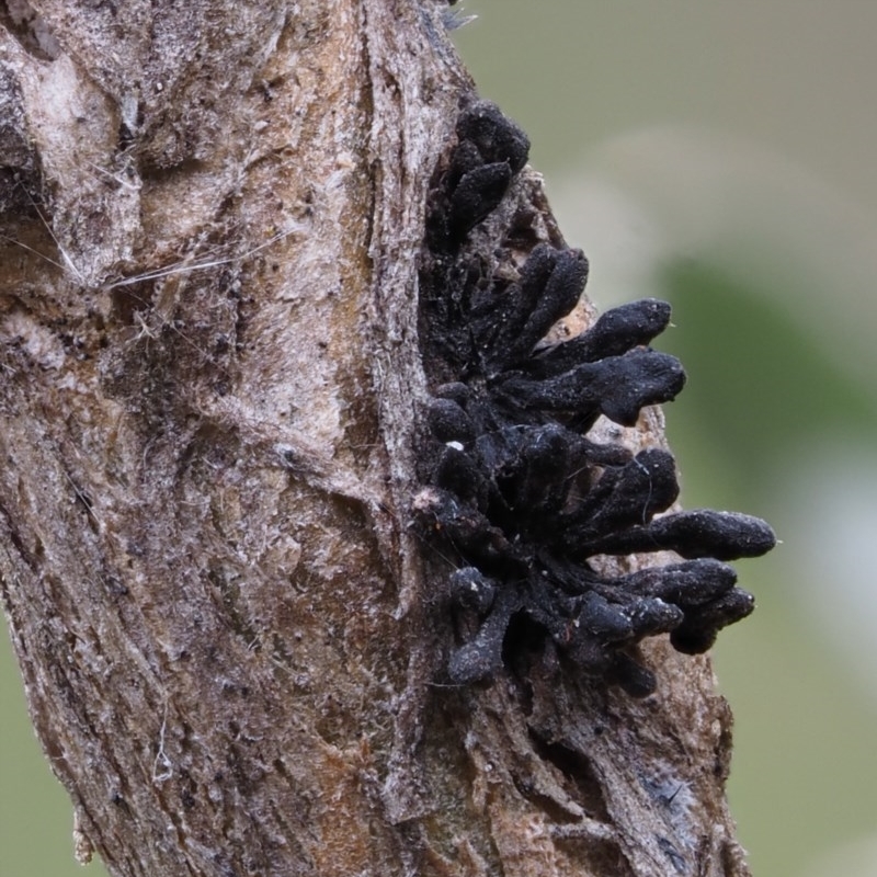 Septobasidium clelandii [Harpographium state]