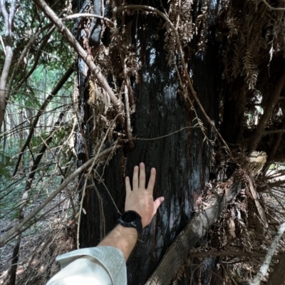 Sequoiadendron giganteum