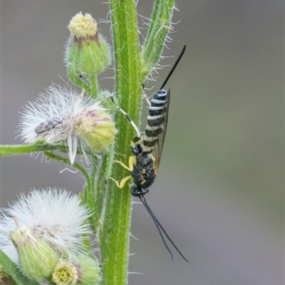 Sericopimpla sp. (genus)