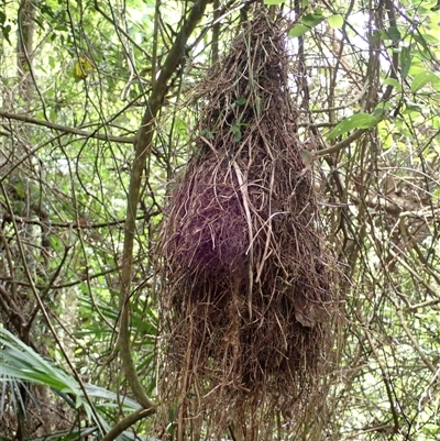 Neosericornis citreogularis