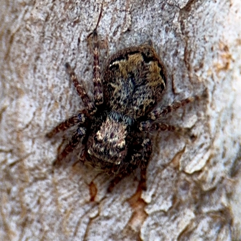 Servaea incana