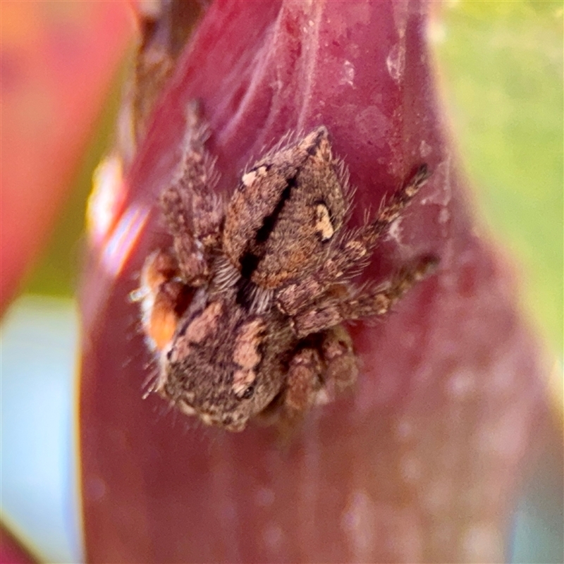 Servaea narraweena
