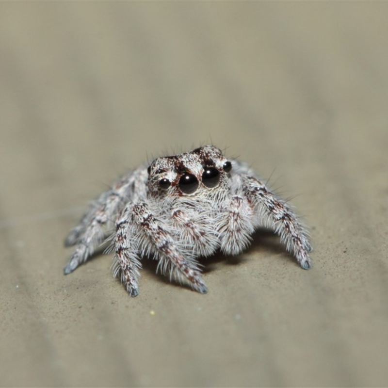 Servaea sp. (genus)