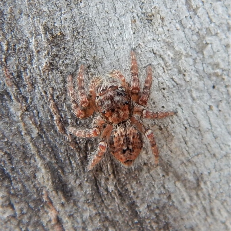 Servaea sp. (genus)