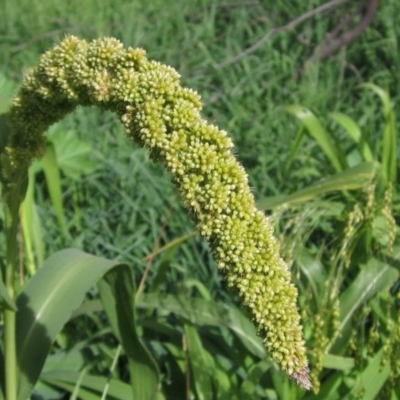 Setaria italica