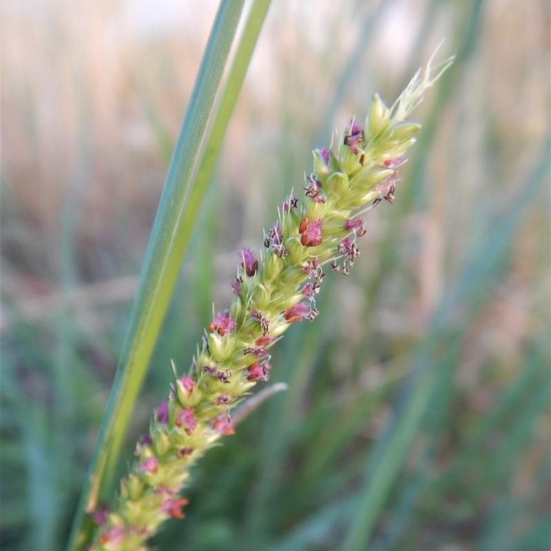 Setaria sp.