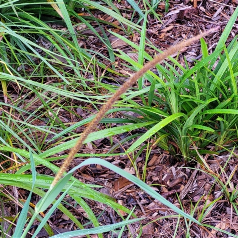 Setaria sphacelata