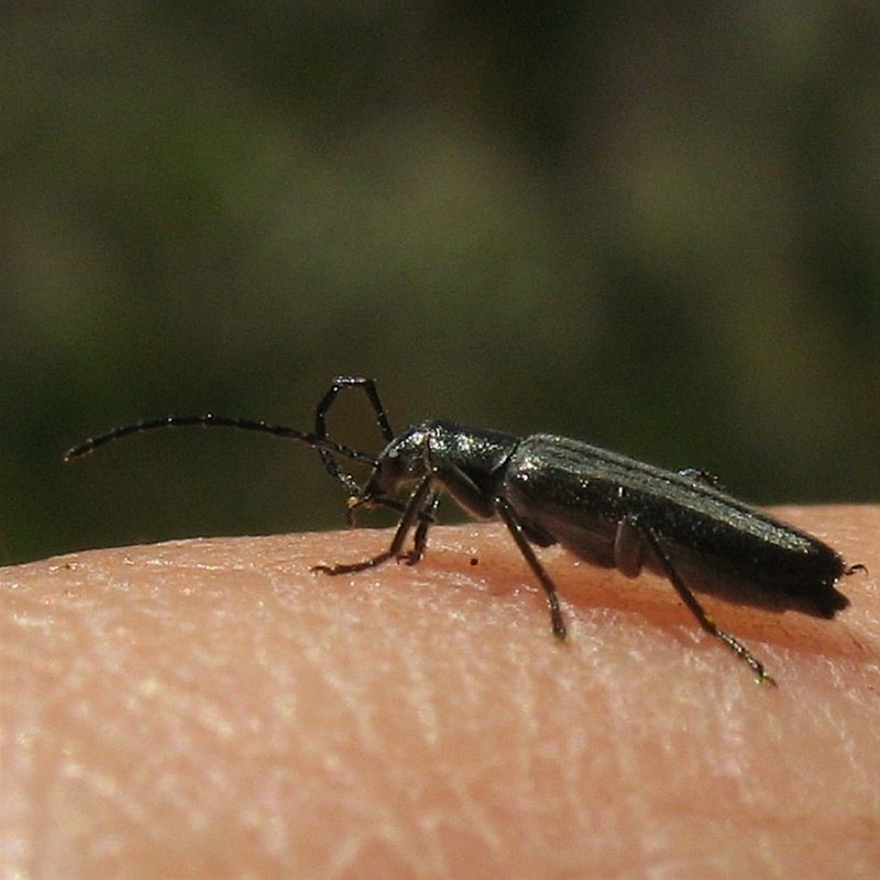 Asclera sublineata