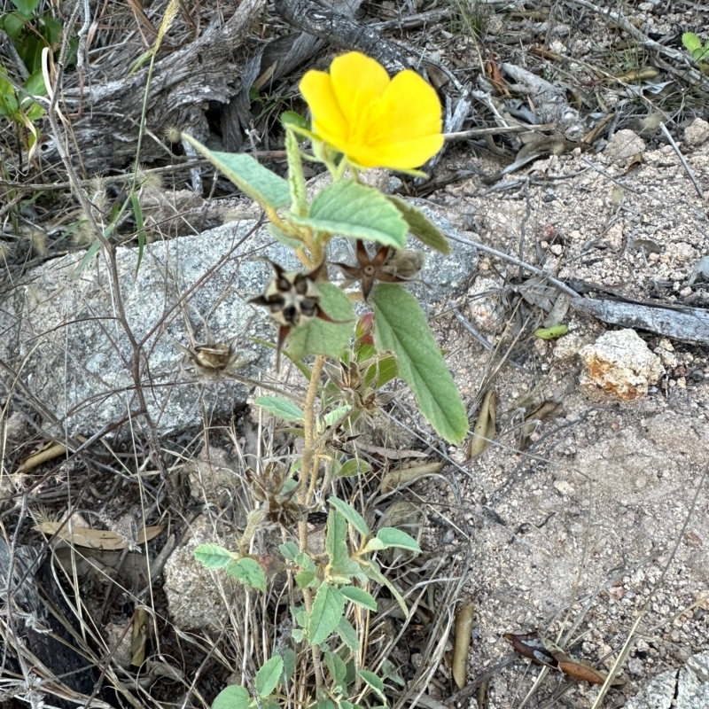 Sida cordifolia