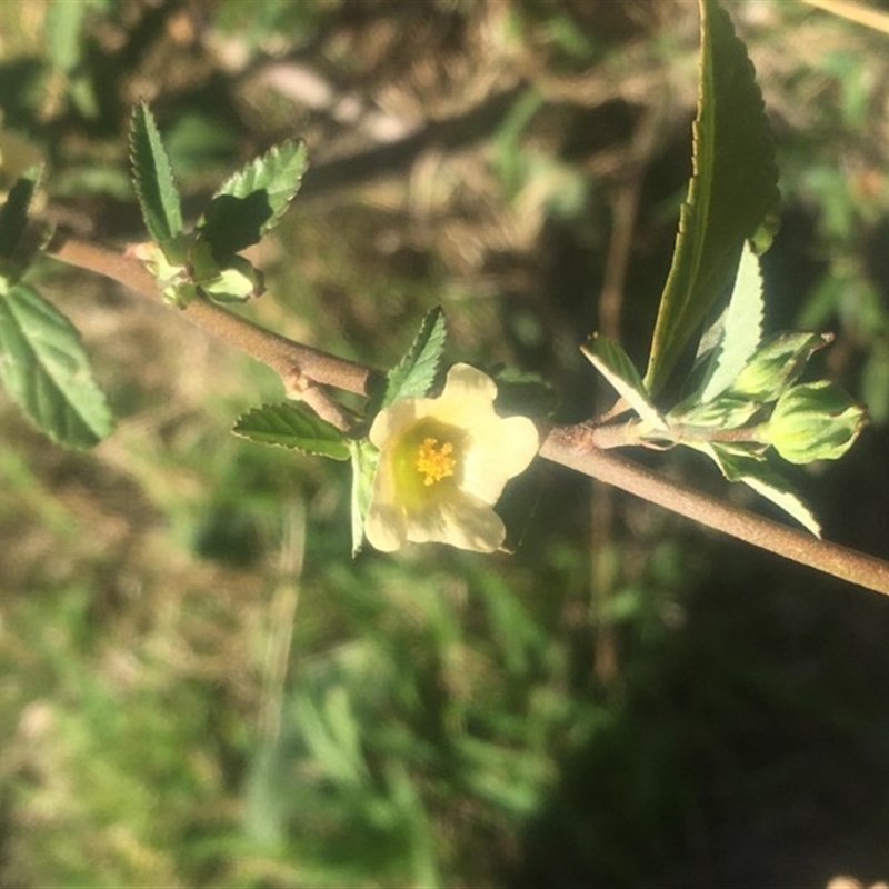 Paddy's Lucerne, Common Sida - Weeds Australia