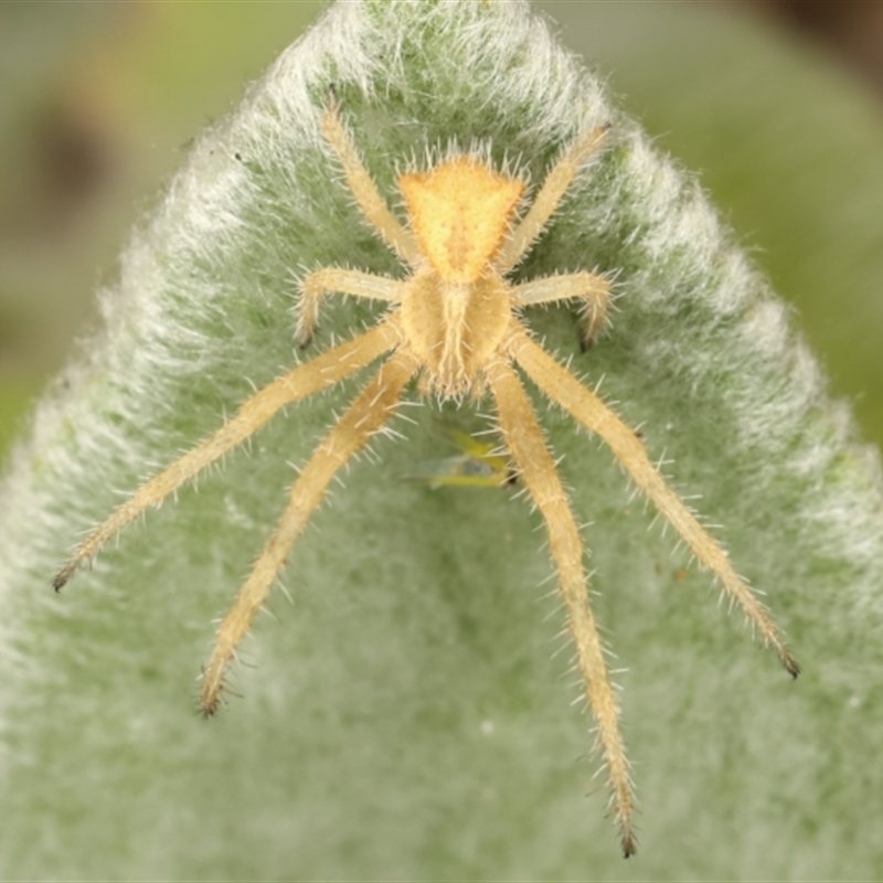 Sidymella hirsuta