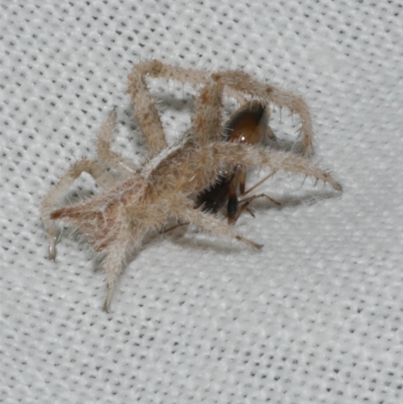 Sidymella hirsuta
