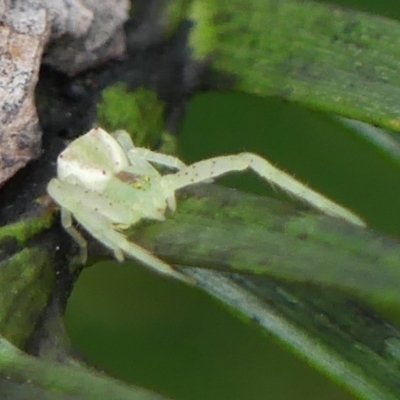 Sidymella rubrosignata