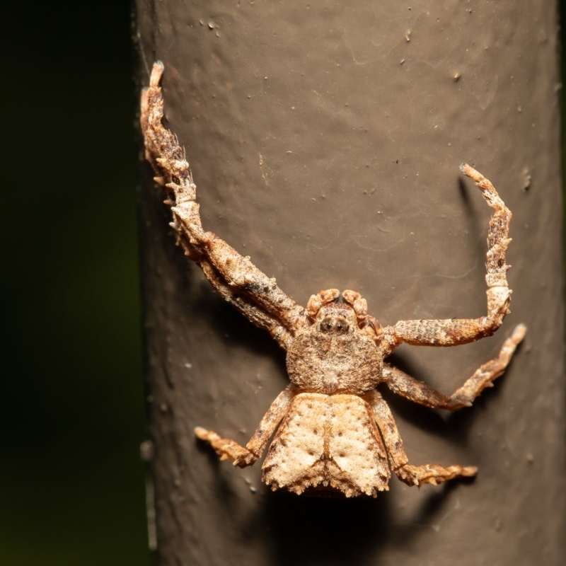 Sidymella sp. (genus)