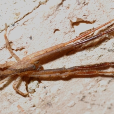Sidymella sp. (genus)