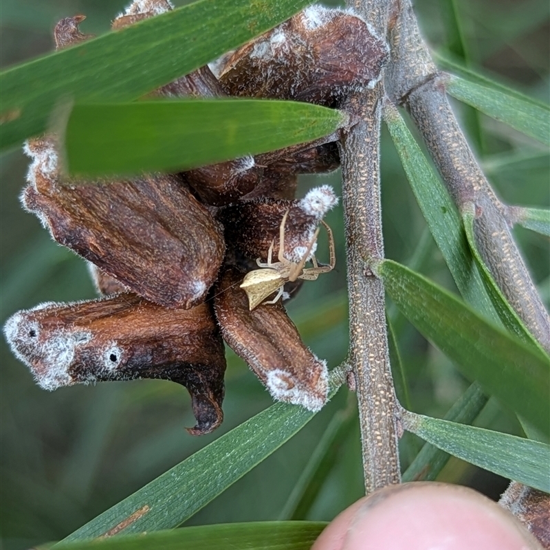 Sidymella sp. (genus)