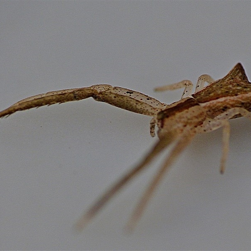 Sidymella trapezia