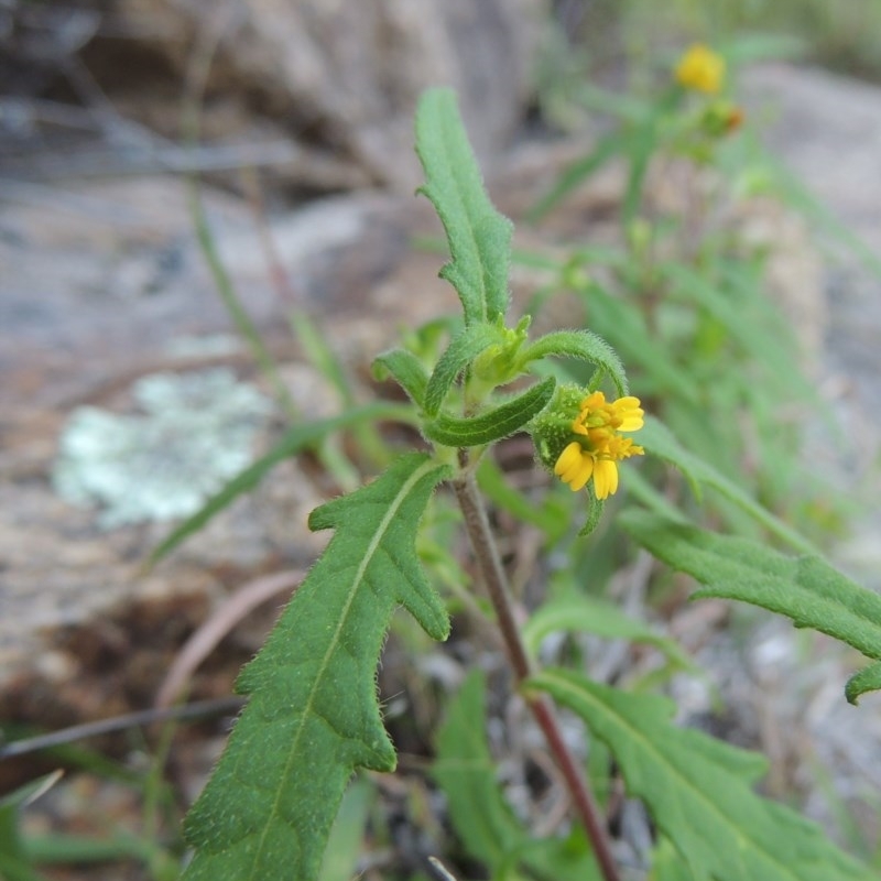 Sigesbeckia australiensis