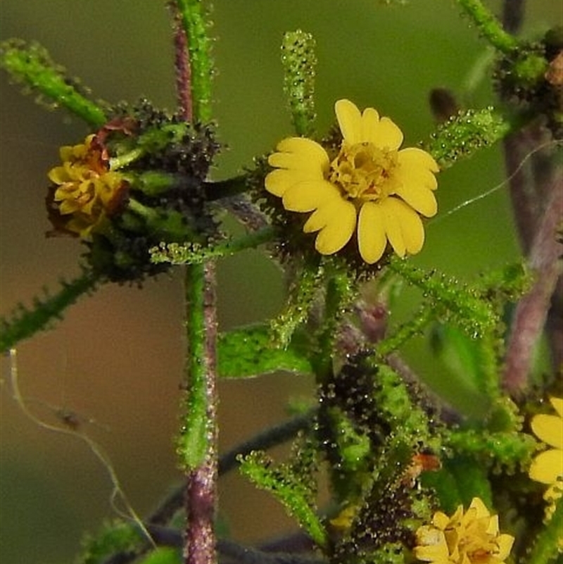 Sigesbeckia orientalis