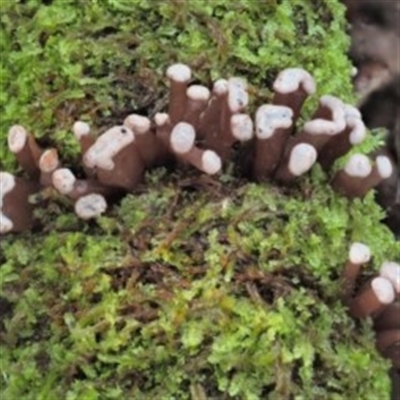 Ascocoryne sarcoides