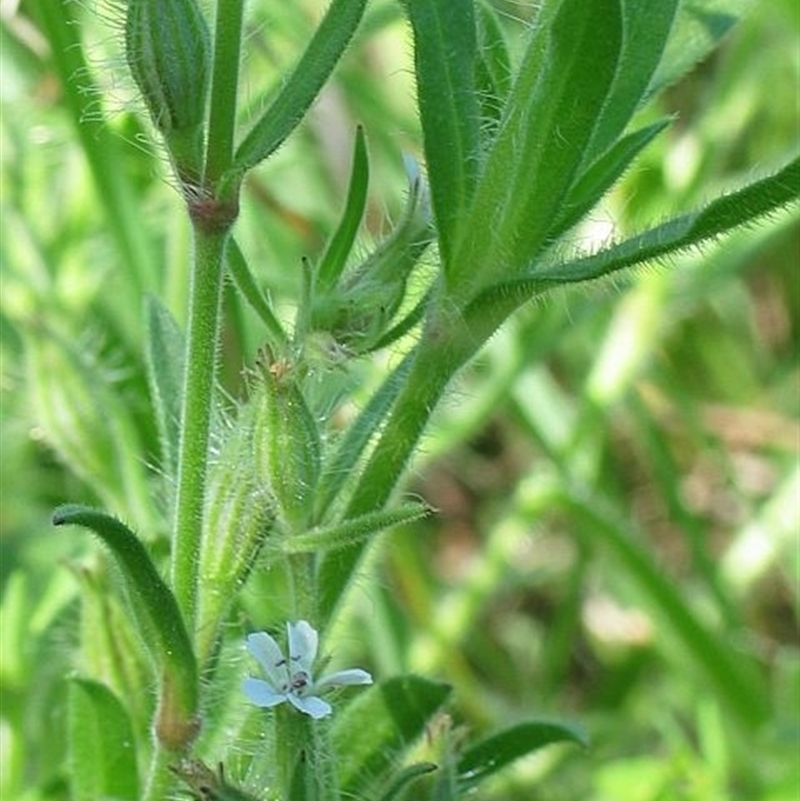 Silene gallica