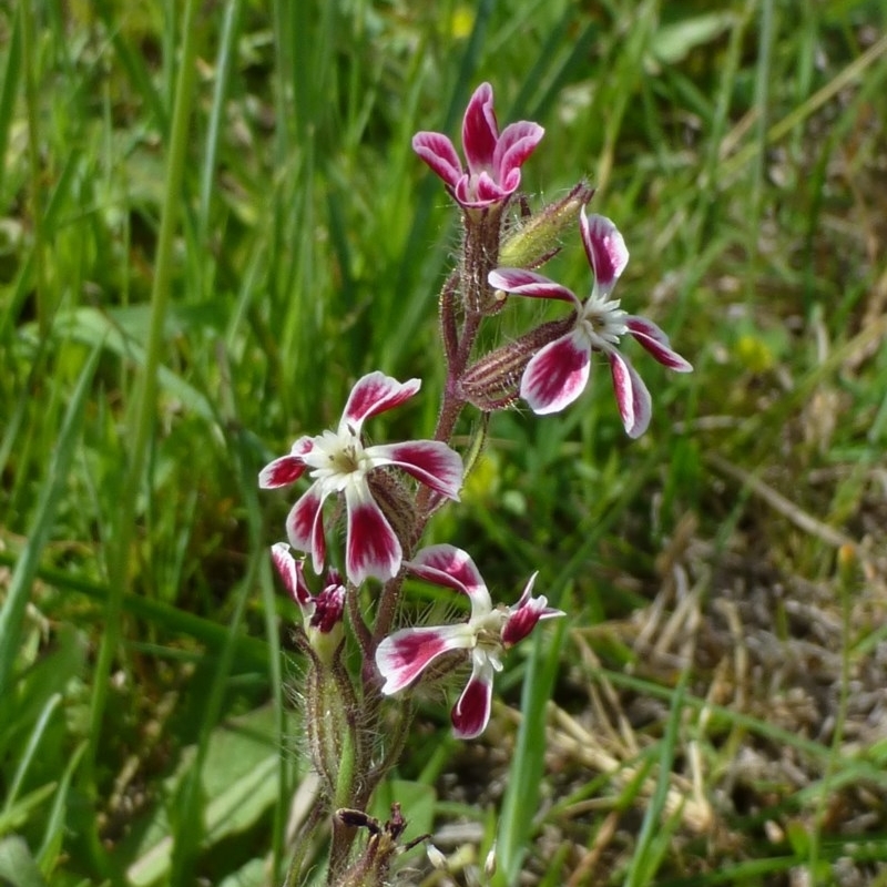 Silene gallica var. quinquevulnera