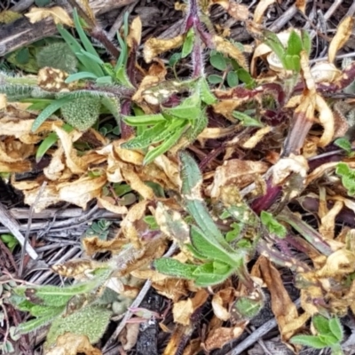 Silene latifolia