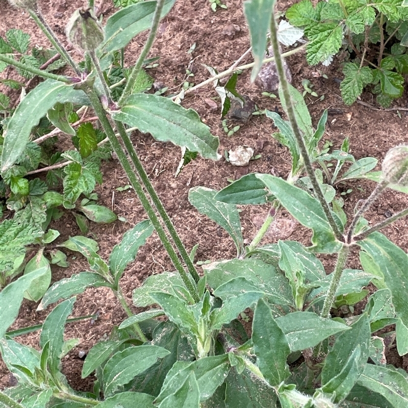 Silene latifolia subsp. alba