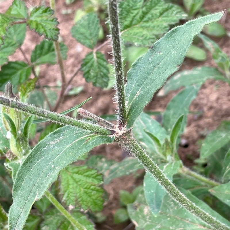 Silene latifolia subsp. alba