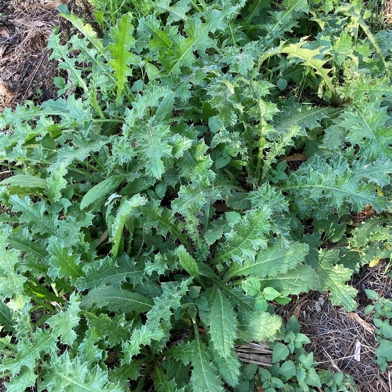 Silybum marianum