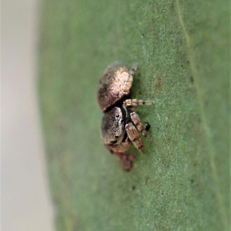 Simaethula sp. (genus)