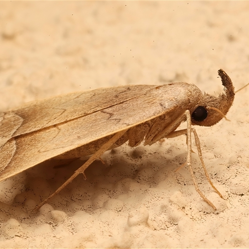 Simplicia armatalis