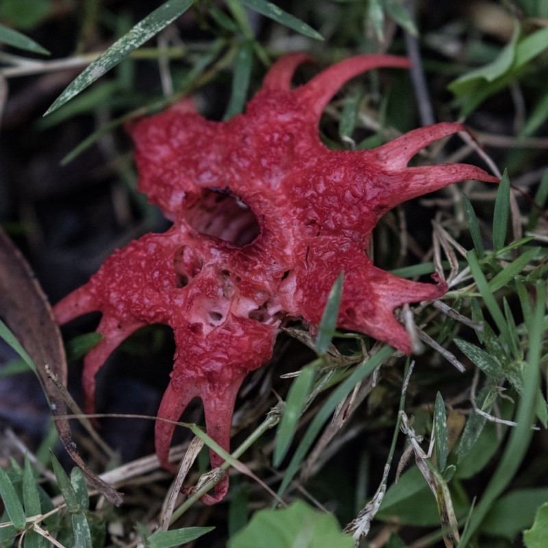 Aseroe rubra