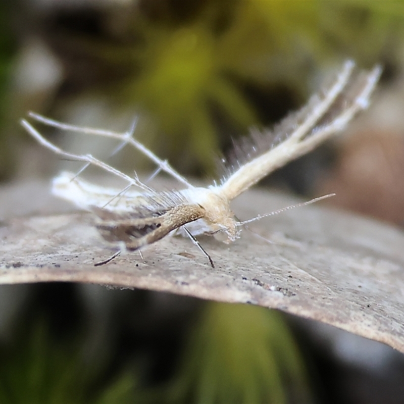 Sinpunctiptilia emissalis