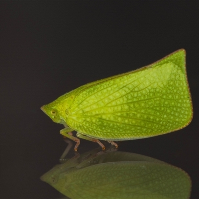 Siphanta acuta