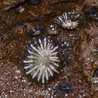 Siphonaria diemenensis