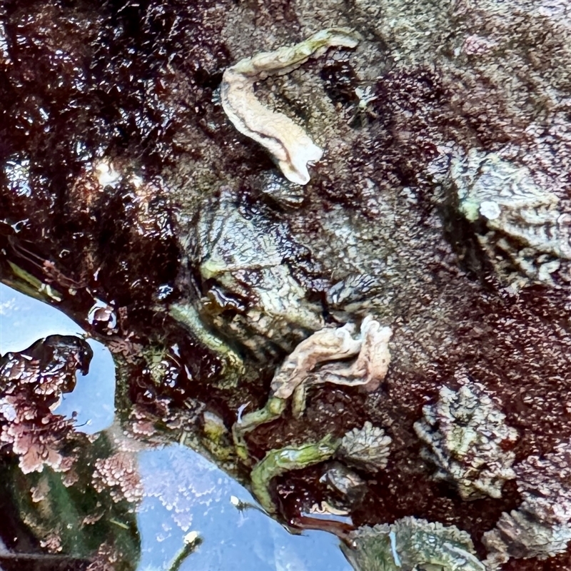 Siphonaria diemenensis