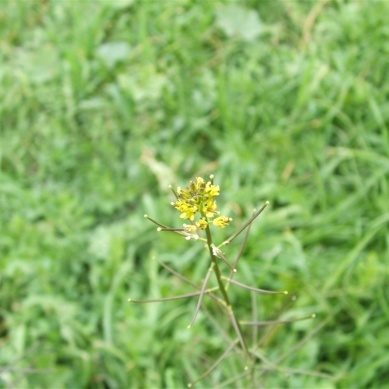 Sisymbrium erysimoides