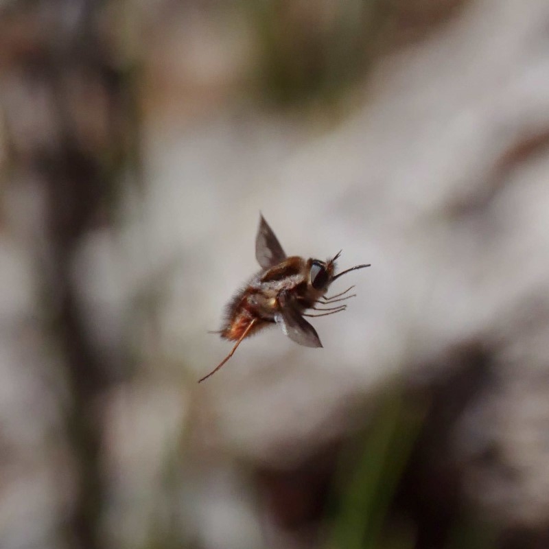 Sisyromyia sp. (genus)