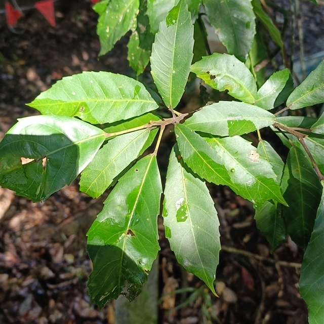 View sample image gallery