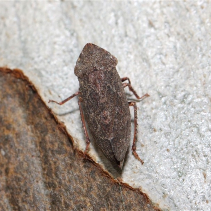 Smicrocotis obscura