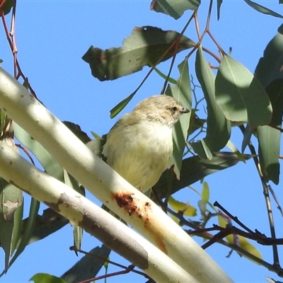 Smicrornis brevirostris