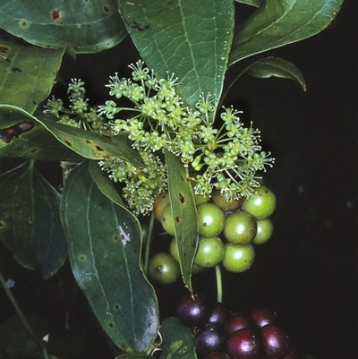 Smilax australis