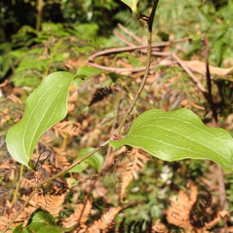 Smilax australis