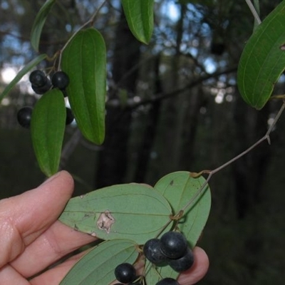 Smilax glyciphylla