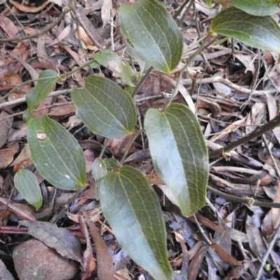 Smilax sp.