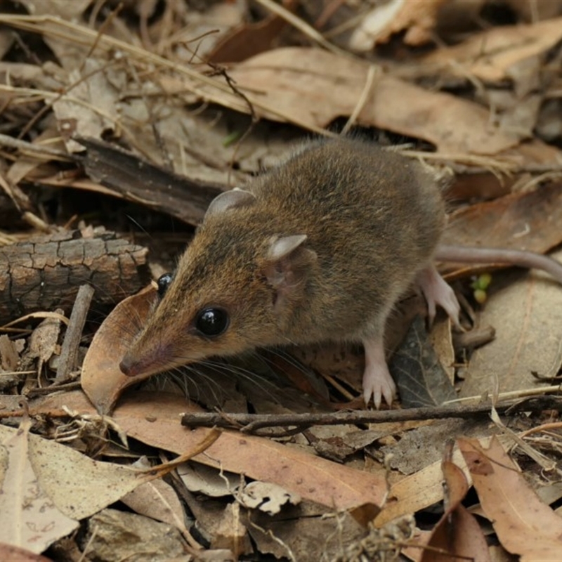 Sminthopsis leucopus